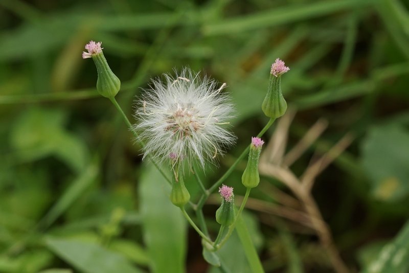 Little Ironweed photo 5