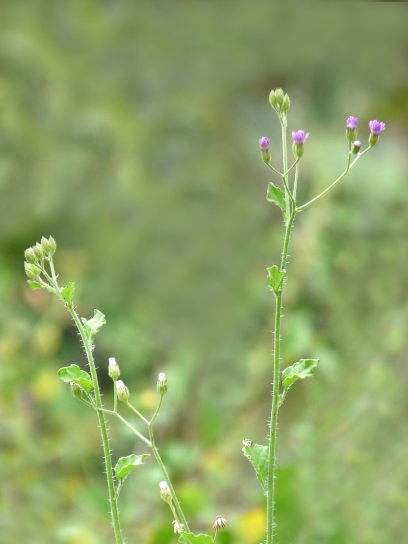 Little Ironweed