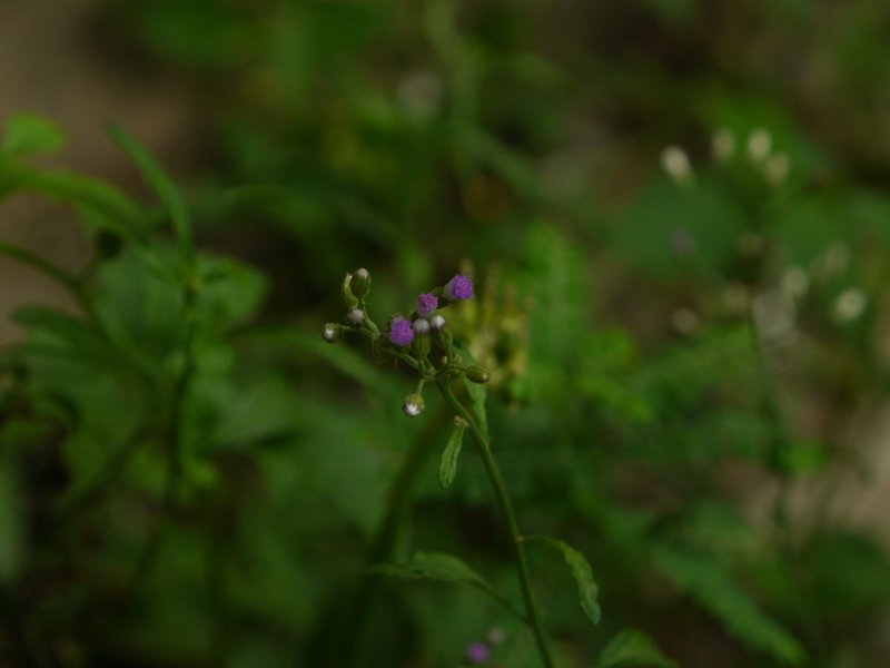 Little Ironweed photo 6
