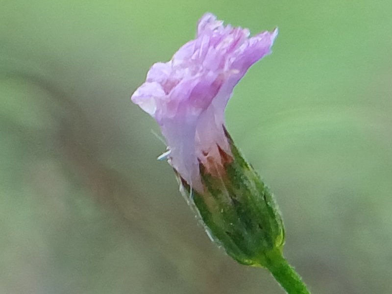 Little Ironweed photo 7