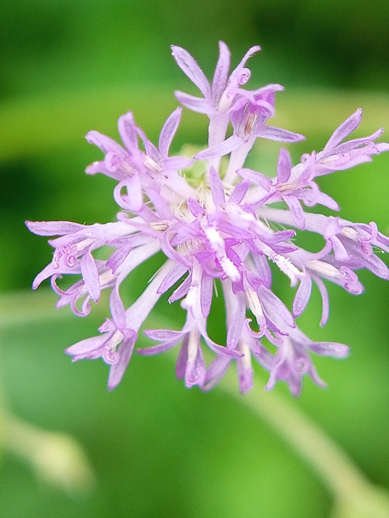 Little Ironweed photo 8