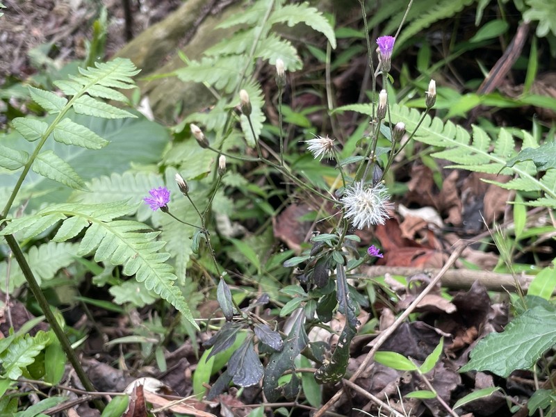 Cyanthillium cinereum var. cinereum