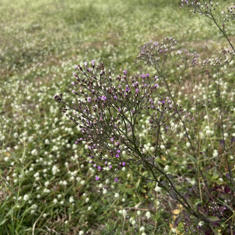 Cyanthillium cinereum var. cinereum photo 2