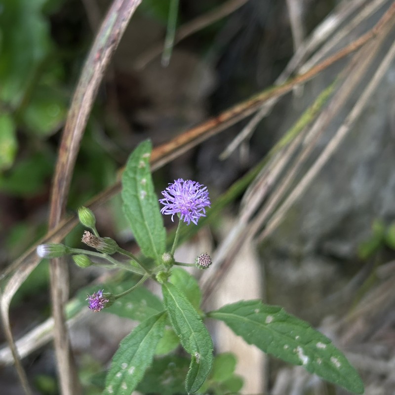 Cyanthillium cinereum var. cinereum photo 3