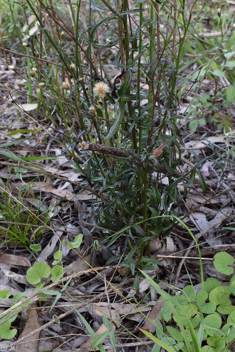 Cyanthillium cinereum var. cinereum photo 4