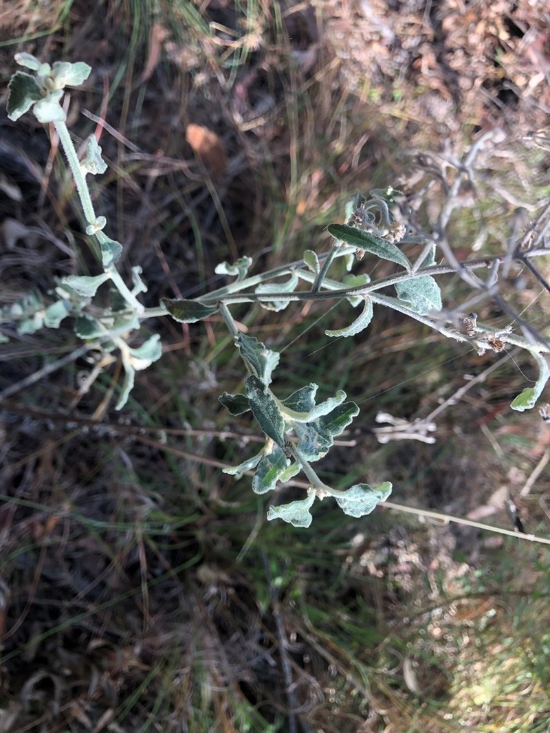 Cyanthillium cinereum var. lanatum