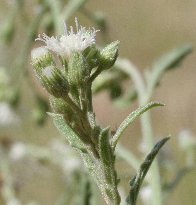 Cyanthillium cinereum var. lanatum photo 2