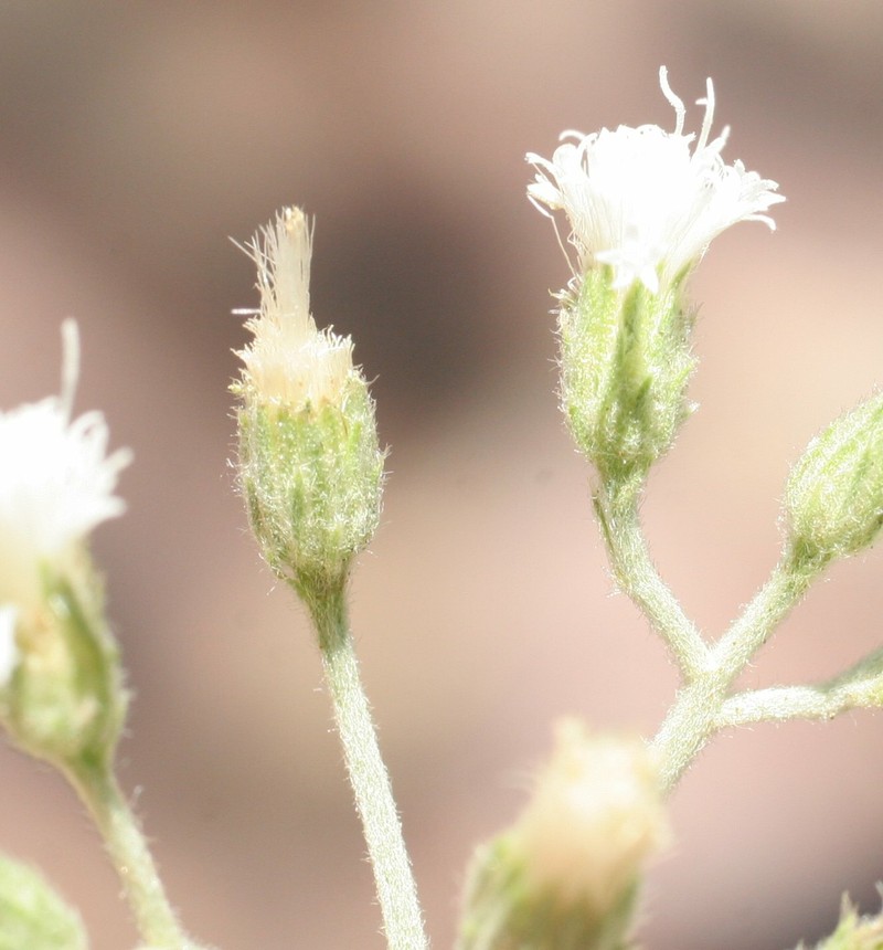 Cyanthillium cinereum var. lanatum photo 3