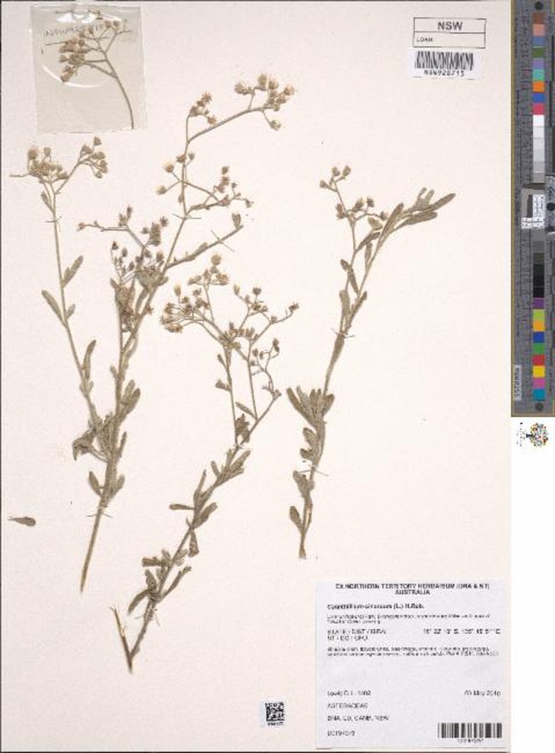 Cyanthillium cinereum var. lanatum photo 4