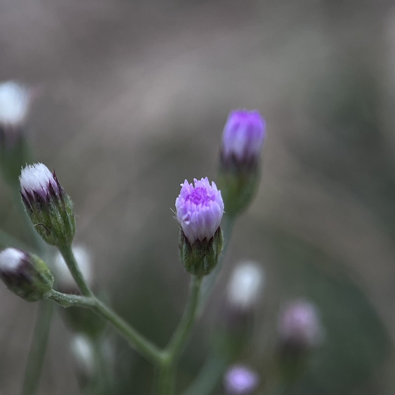 Cyanthillium cinereum var. parviflorum