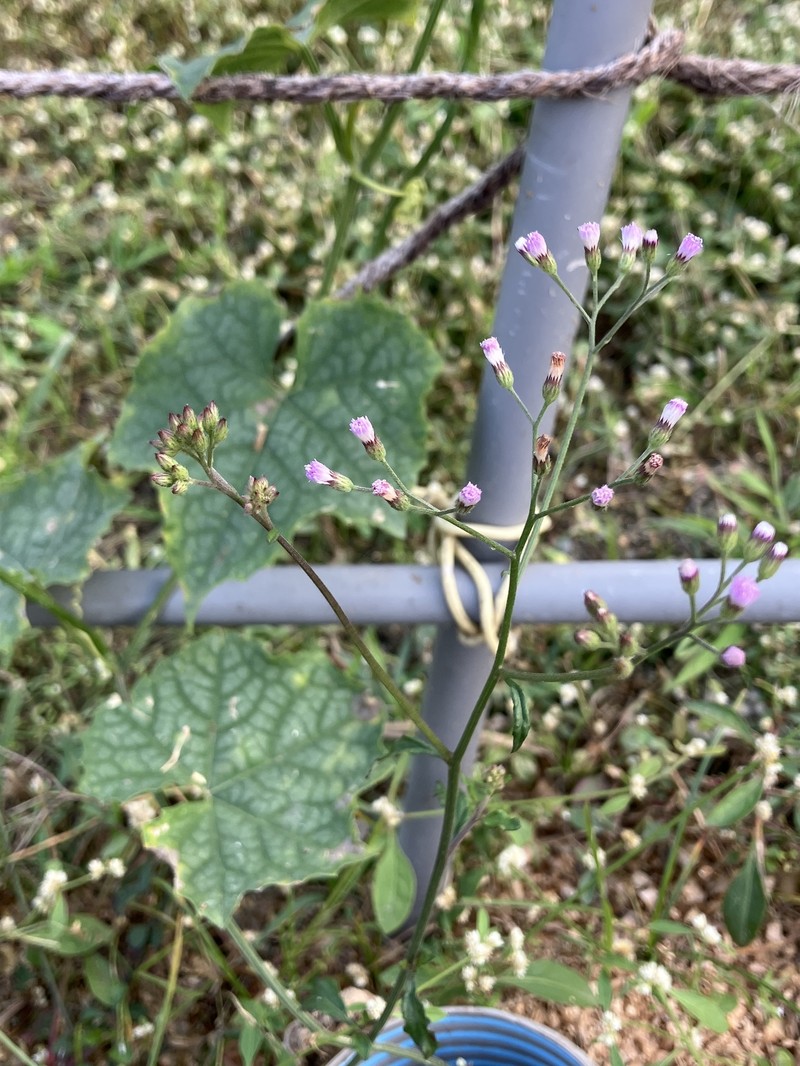 Cyanthillium cinereum var. parviflorum photo 2