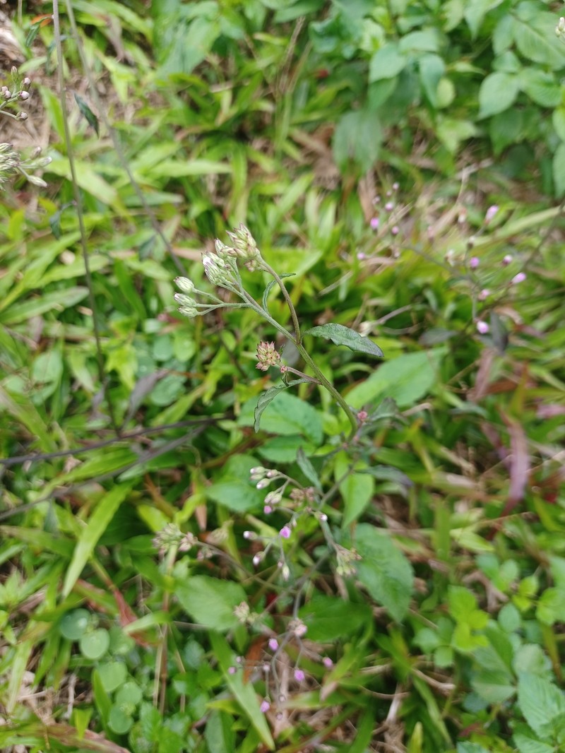 Cyanthillium cinereum var. parviflorum photo 3