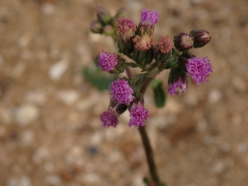 Cyanthillium cinereum var. parviflorum photo 4