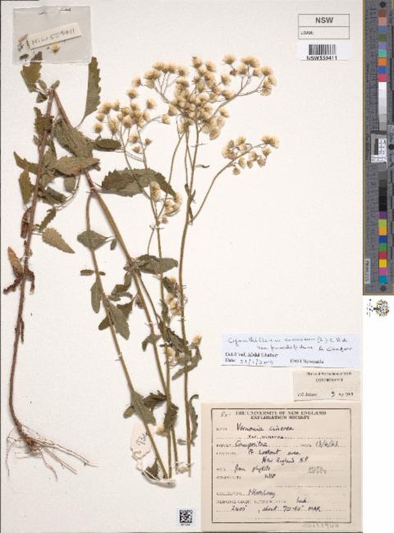 Cyanthillium cinereum var. pinnatifidum