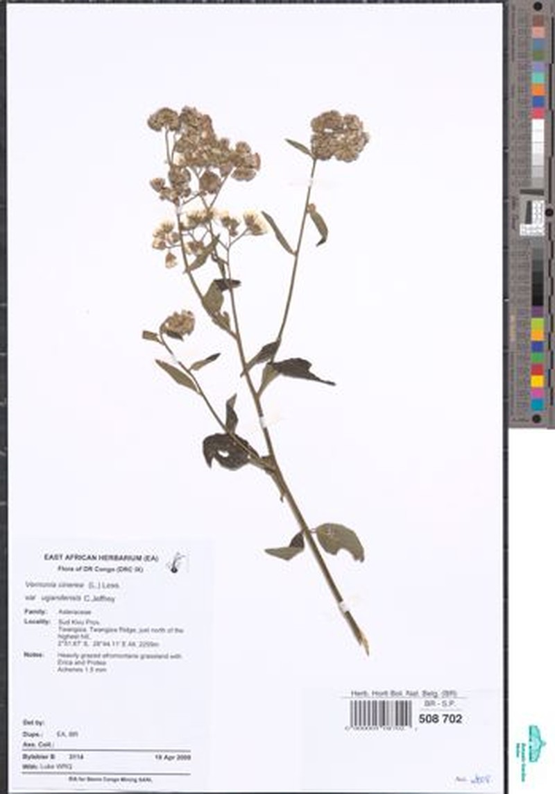 Cyanthillium cinereum var. ugandense