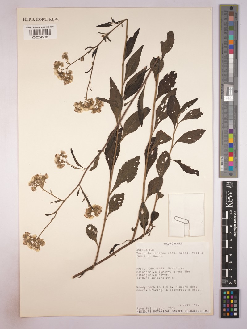 Cyanthillium cinereum var. viale