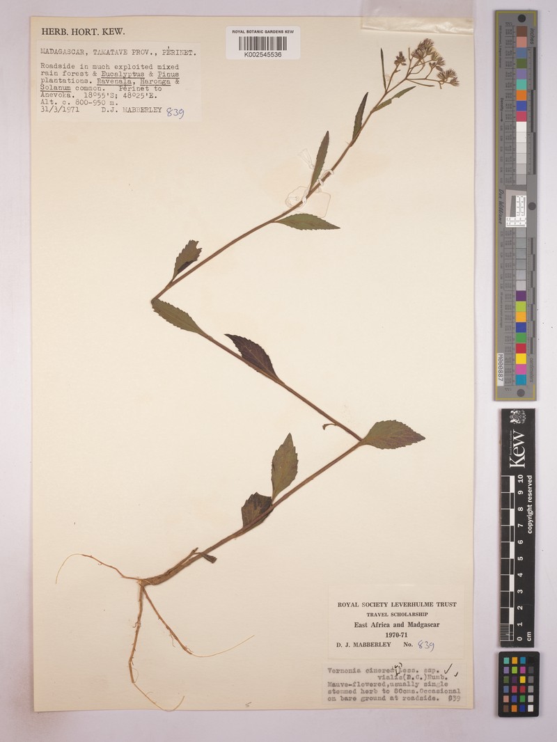Cyanthillium cinereum var. viale photo 2