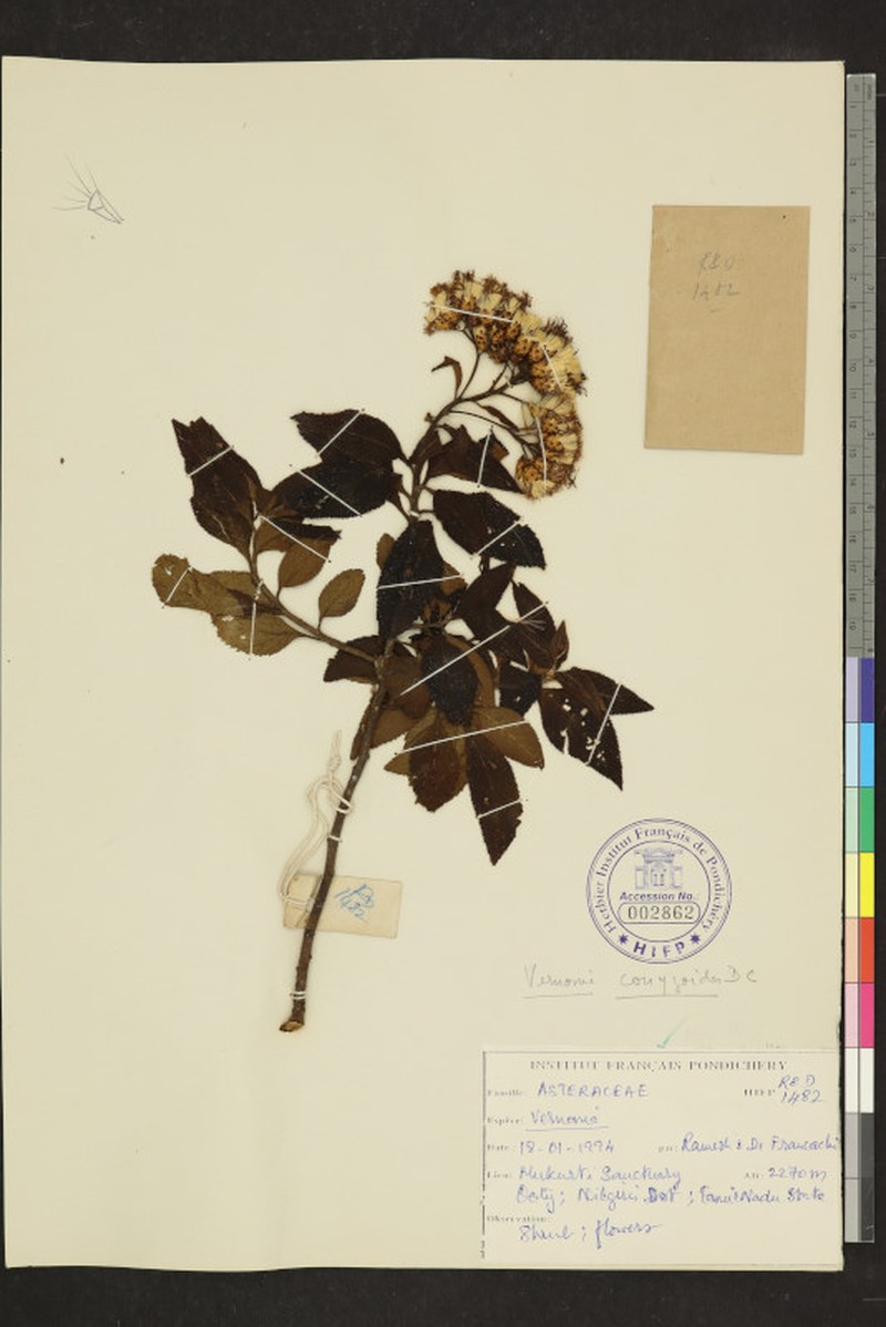 Cyanthillium conyzoides photo 2