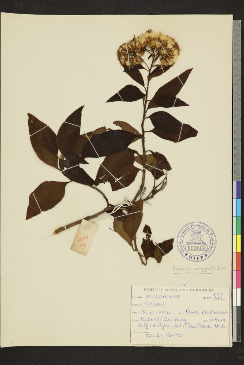 Cyanthillium conyzoides photo 3