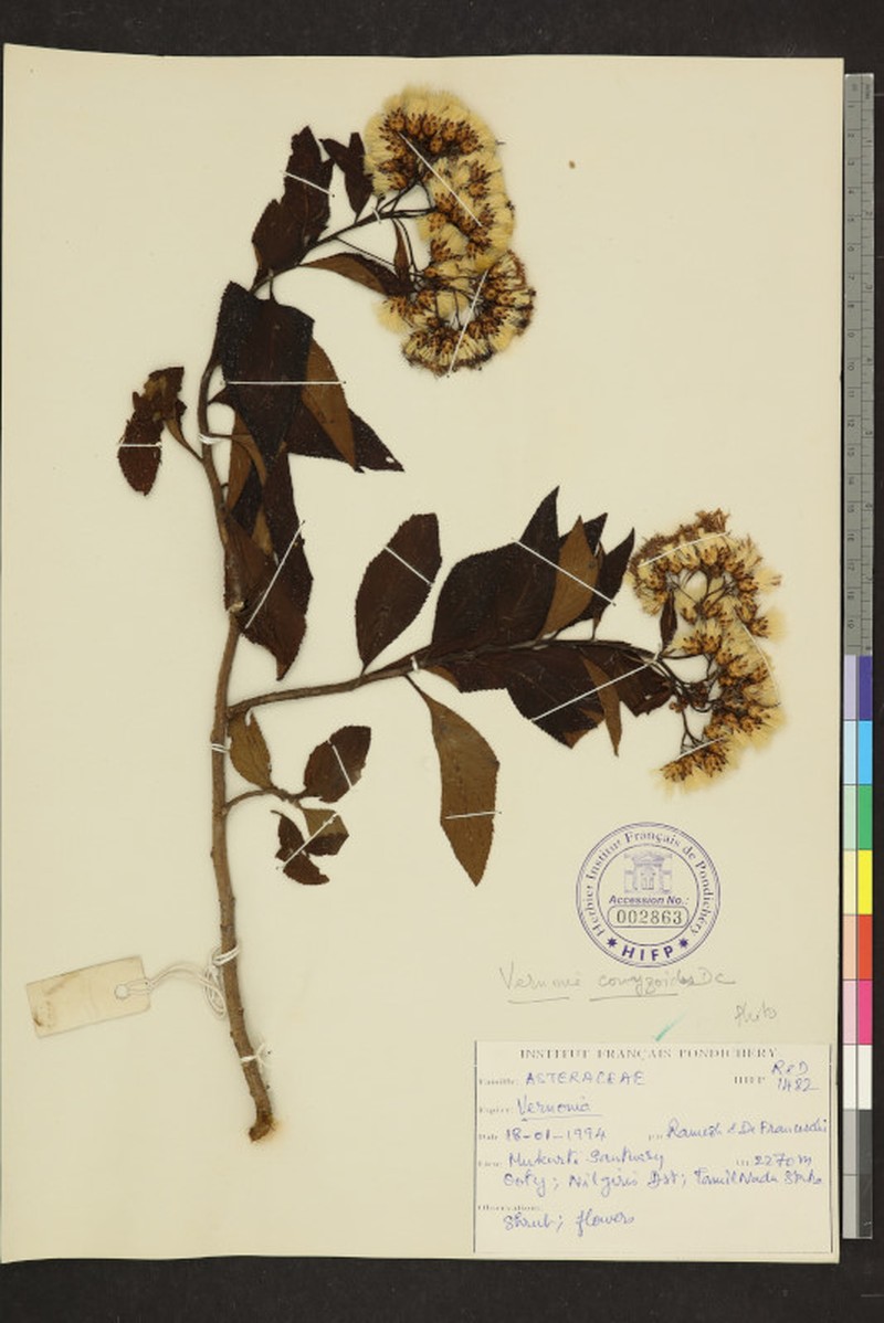 Cyanthillium conyzoides photo 4