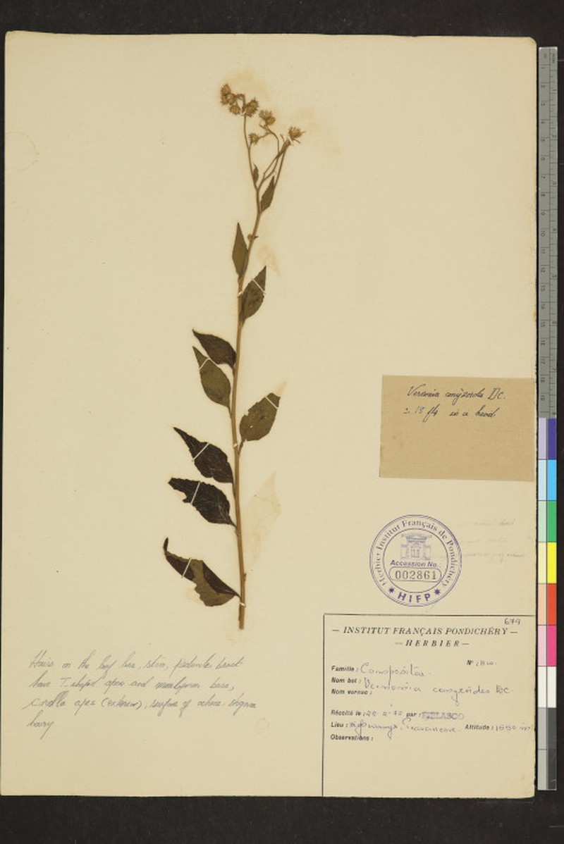Cyanthillium conyzoides photo 5