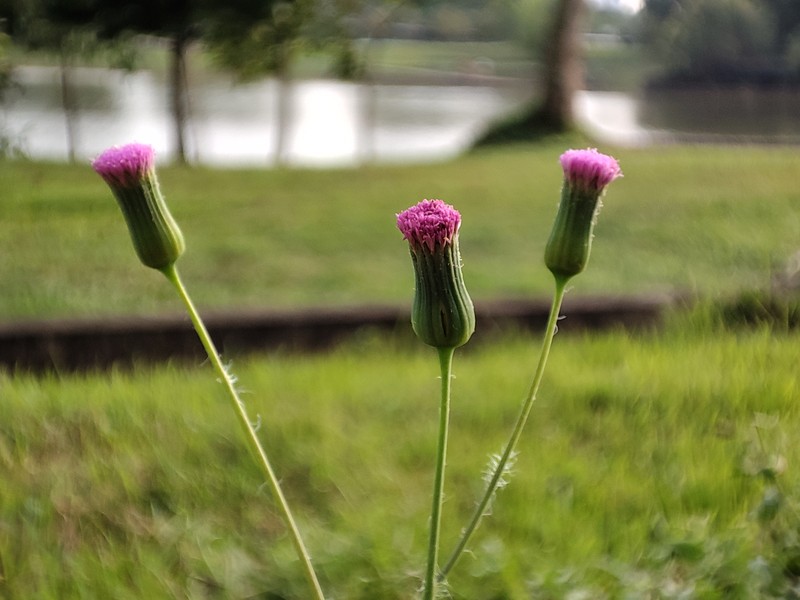 Cyanthillium conyzoides