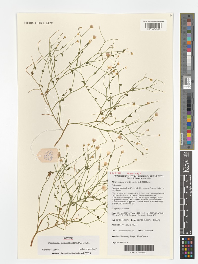 Cyanthillium gracilis