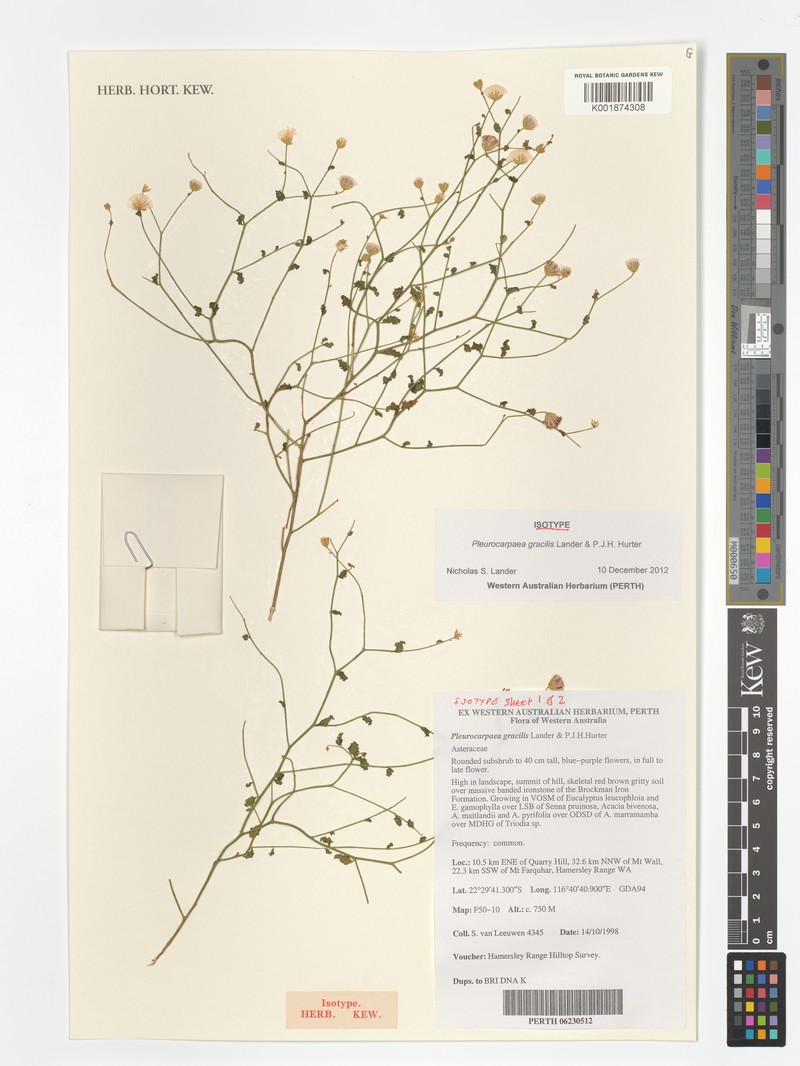 Cyanthillium gracilis photo 2