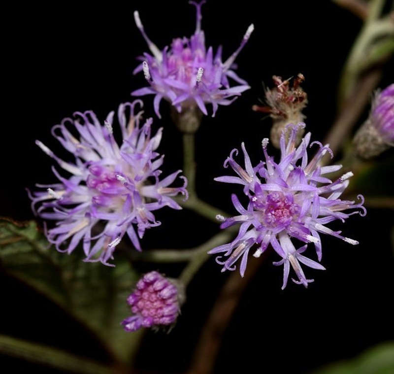 Cyanthillium hookerianum