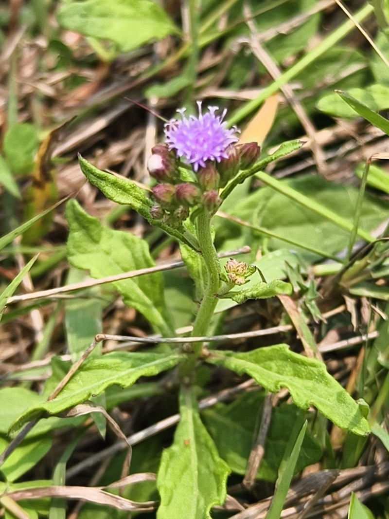 Cyanthillium maritimum