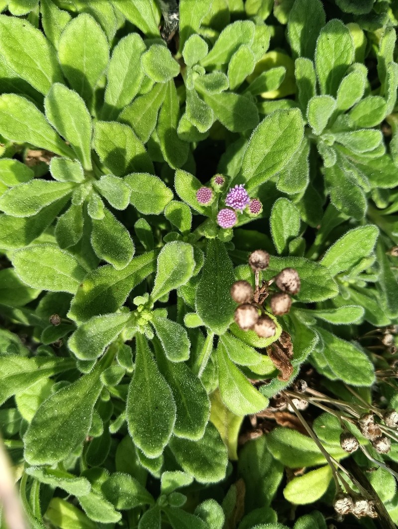 Cyanthillium maritimum photo 2