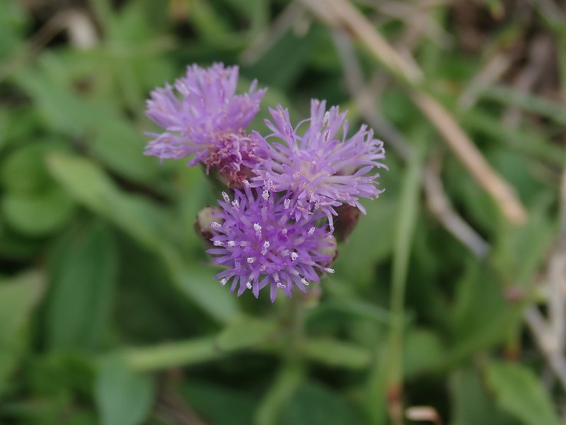 Cyanthillium maritimum photo 3