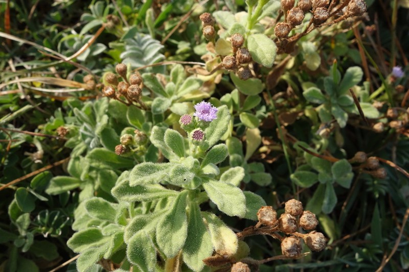 Cyanthillium maritimum photo 4