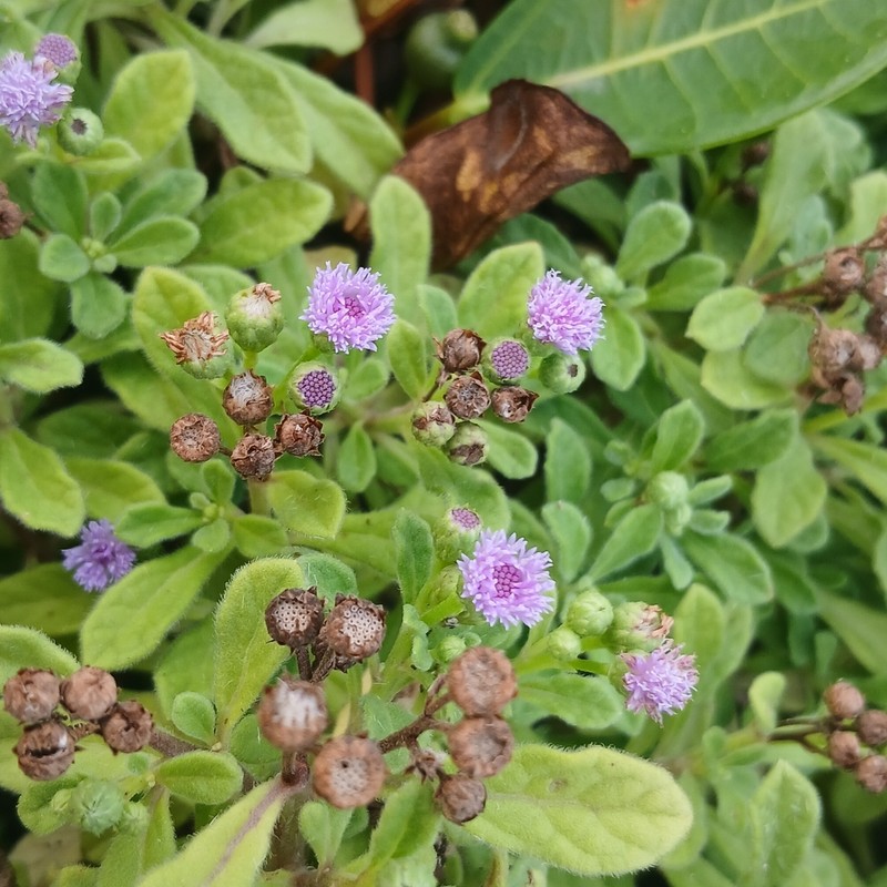 Cyanthillium maritimum photo 5
