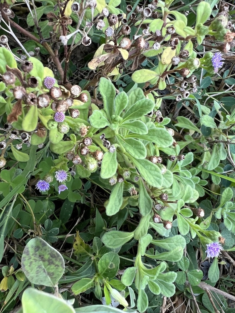 Cyanthillium maritimum photo 6