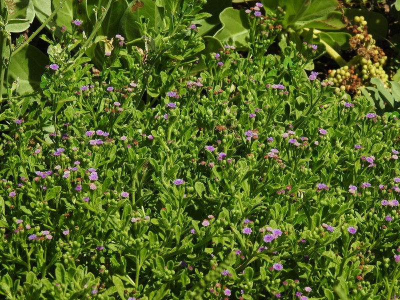 Cyanthillium maritimum photo 7