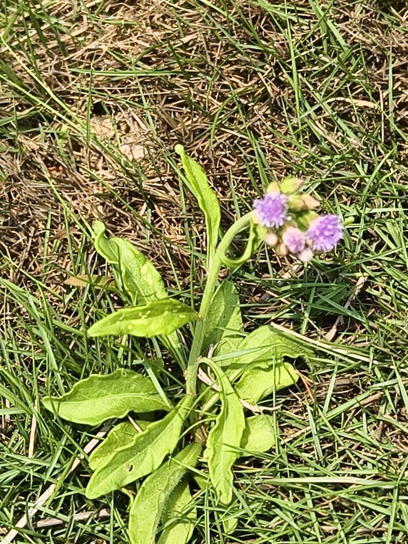 Cyanthillium maritimum photo 8