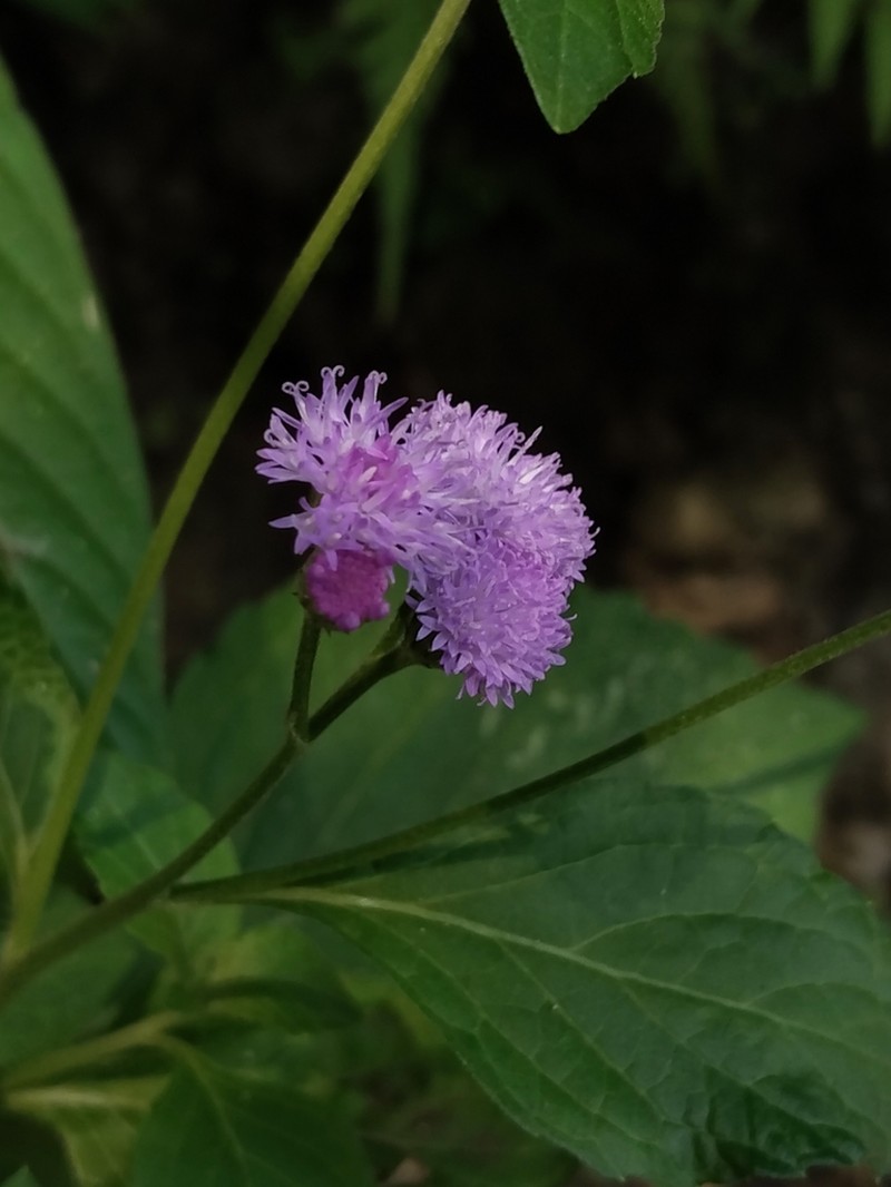 Cyanthillium patulum photo 2