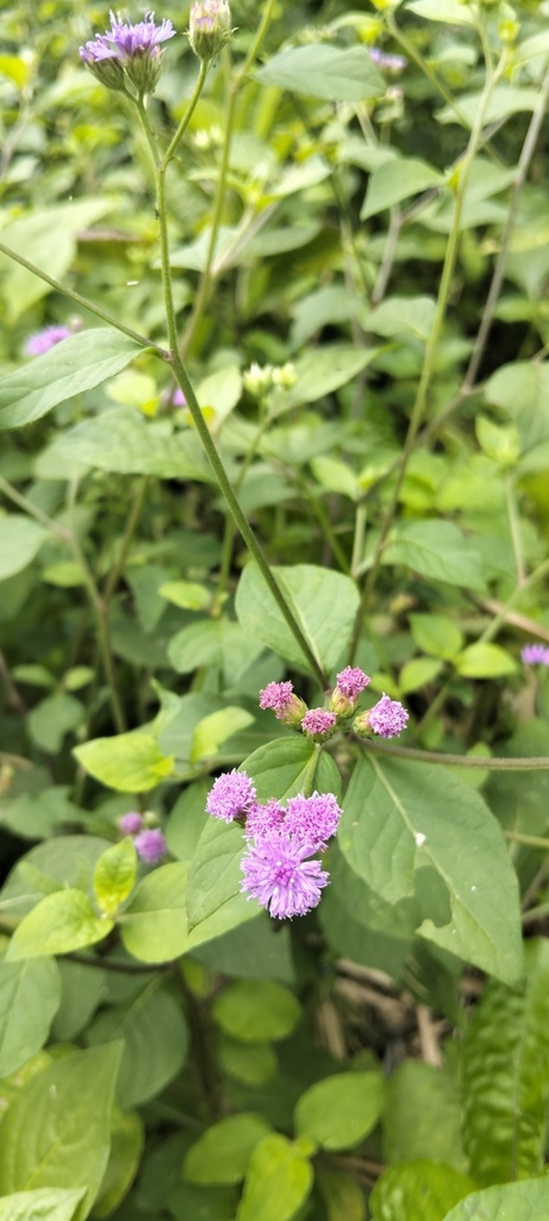 Cyanthillium patulum photo 3