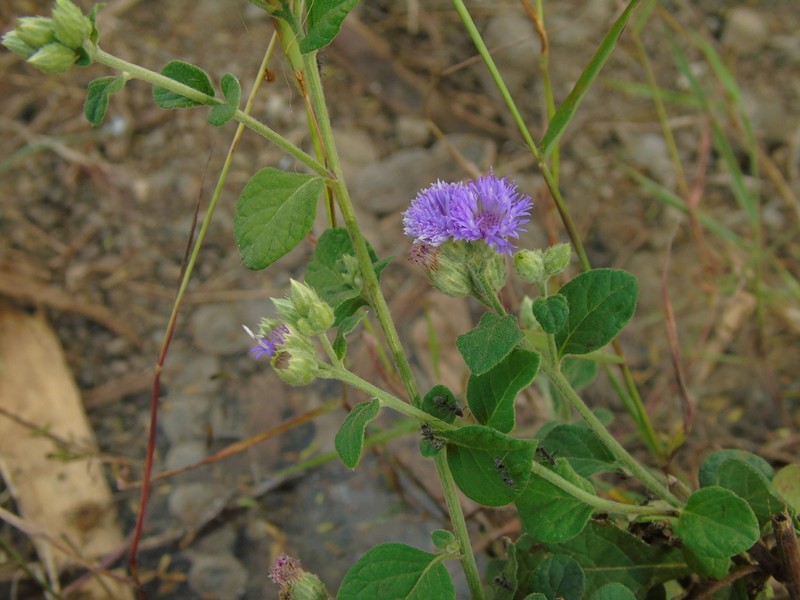 Cyanthillium patulum photo 5