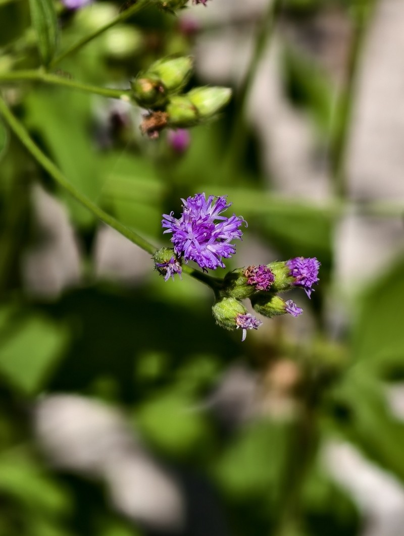Cyanthillium patulum photo 6