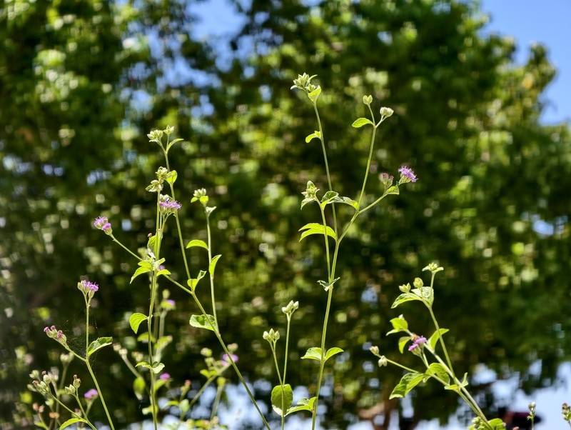 Cyanthillium patulum photo 8