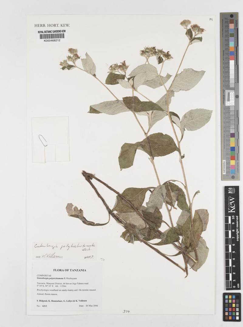 Cyanthillium polytrichomata
