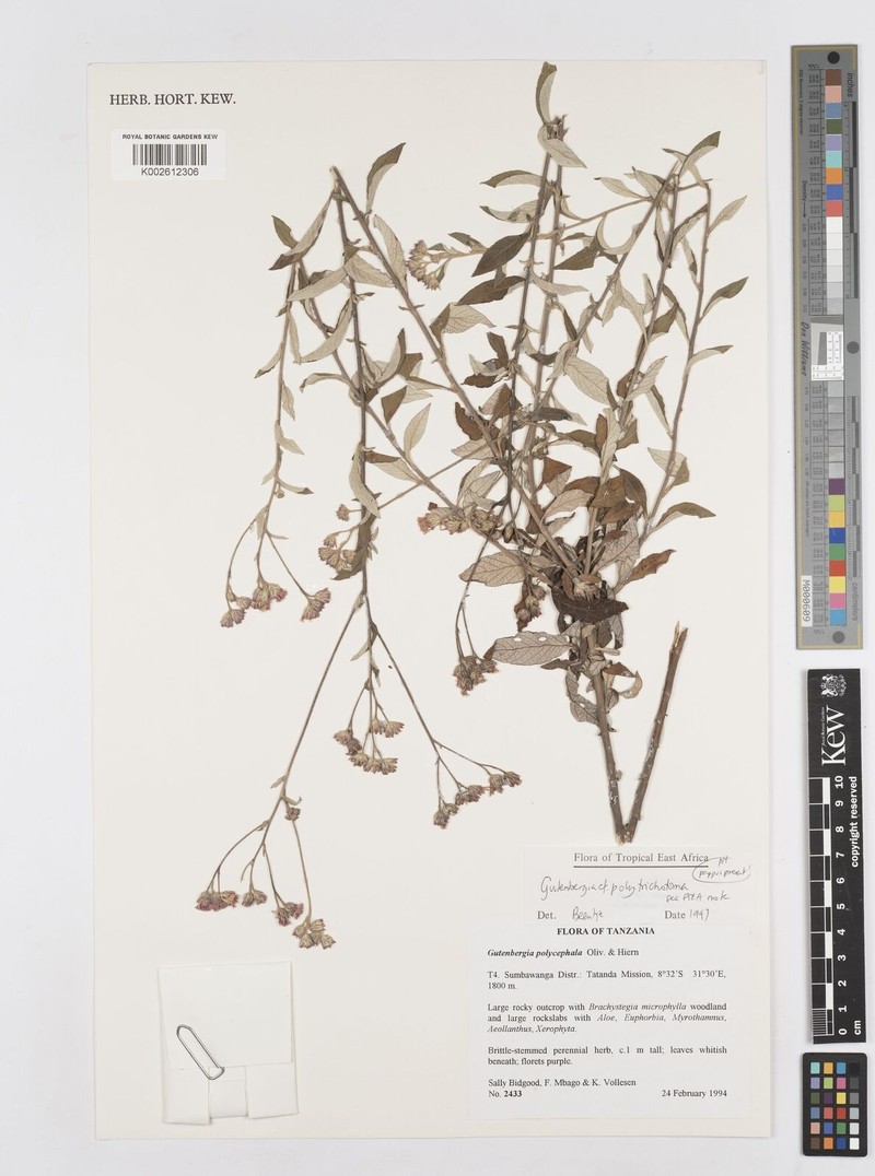 Cyanthillium polytrichomata photo 2