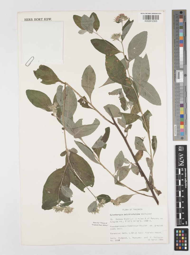 Cyanthillium polytrichomata photo 3