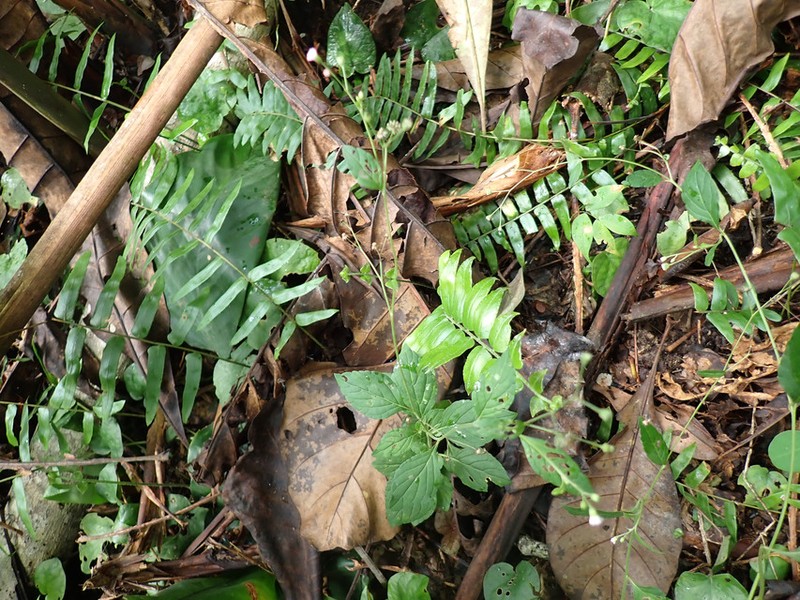 Cyanthillium stelluliferum