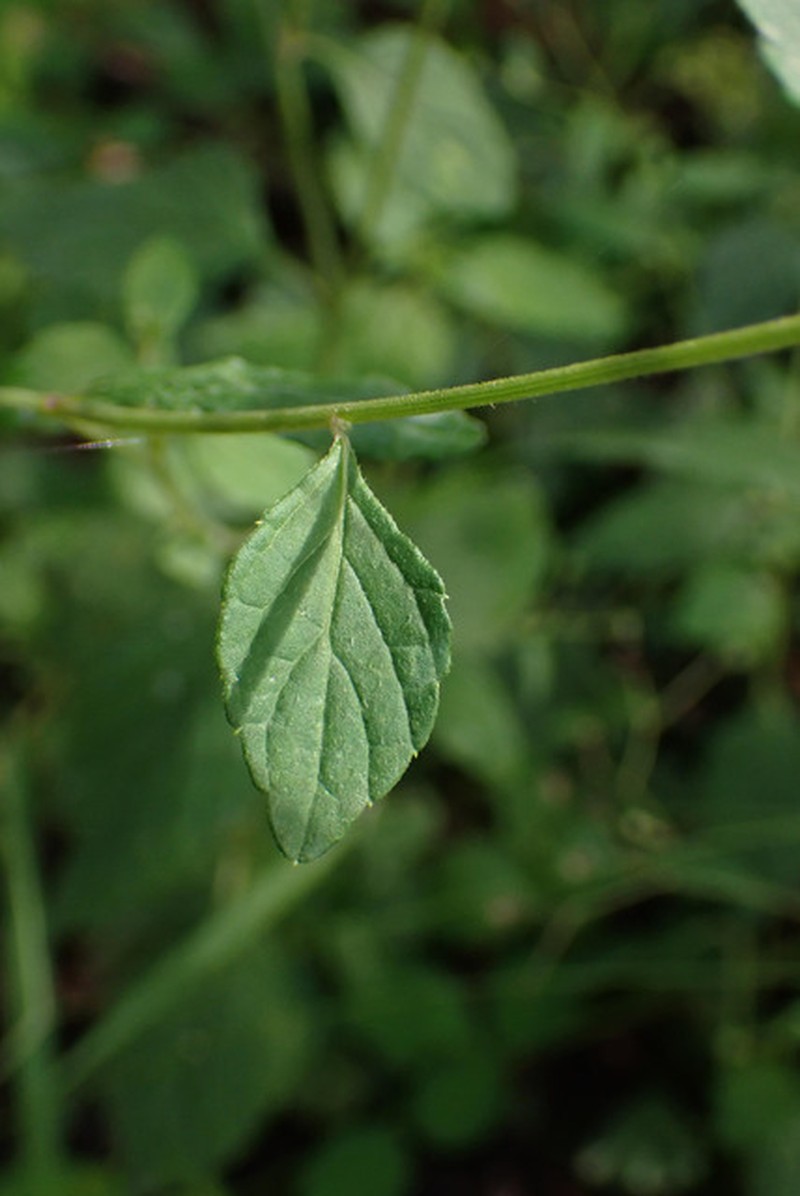 Cyanthillium stelluliferum photo 2