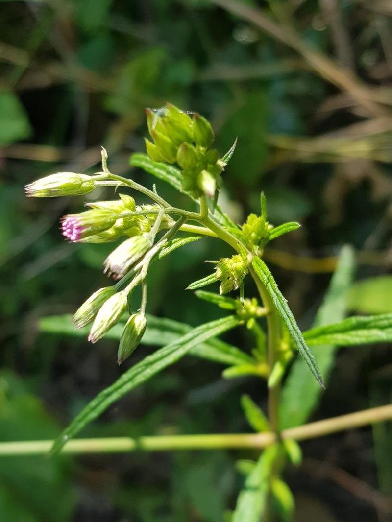 Cyanthillium vernonioides
