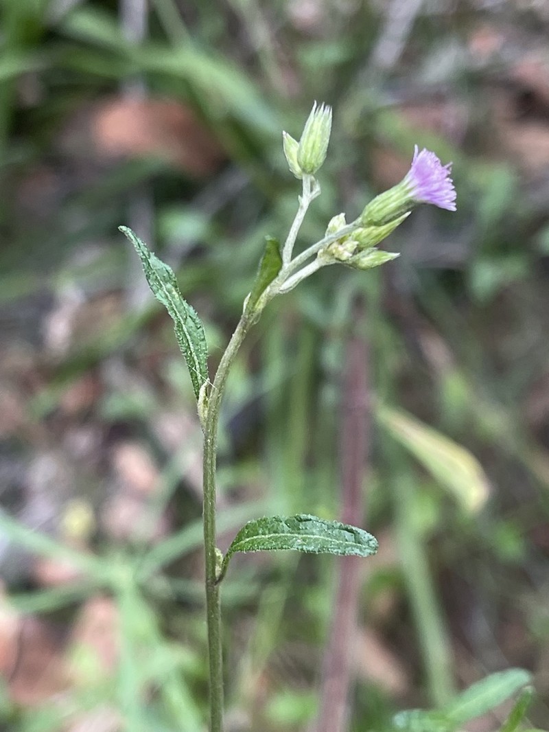 Cyanthillium vernonioides photo 2