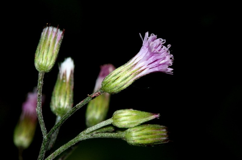 Cyanthillium vernonioides photo 3